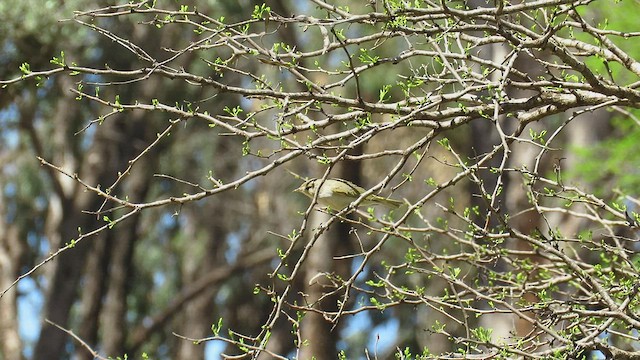 Western Bonelli's Warbler - ML548029211