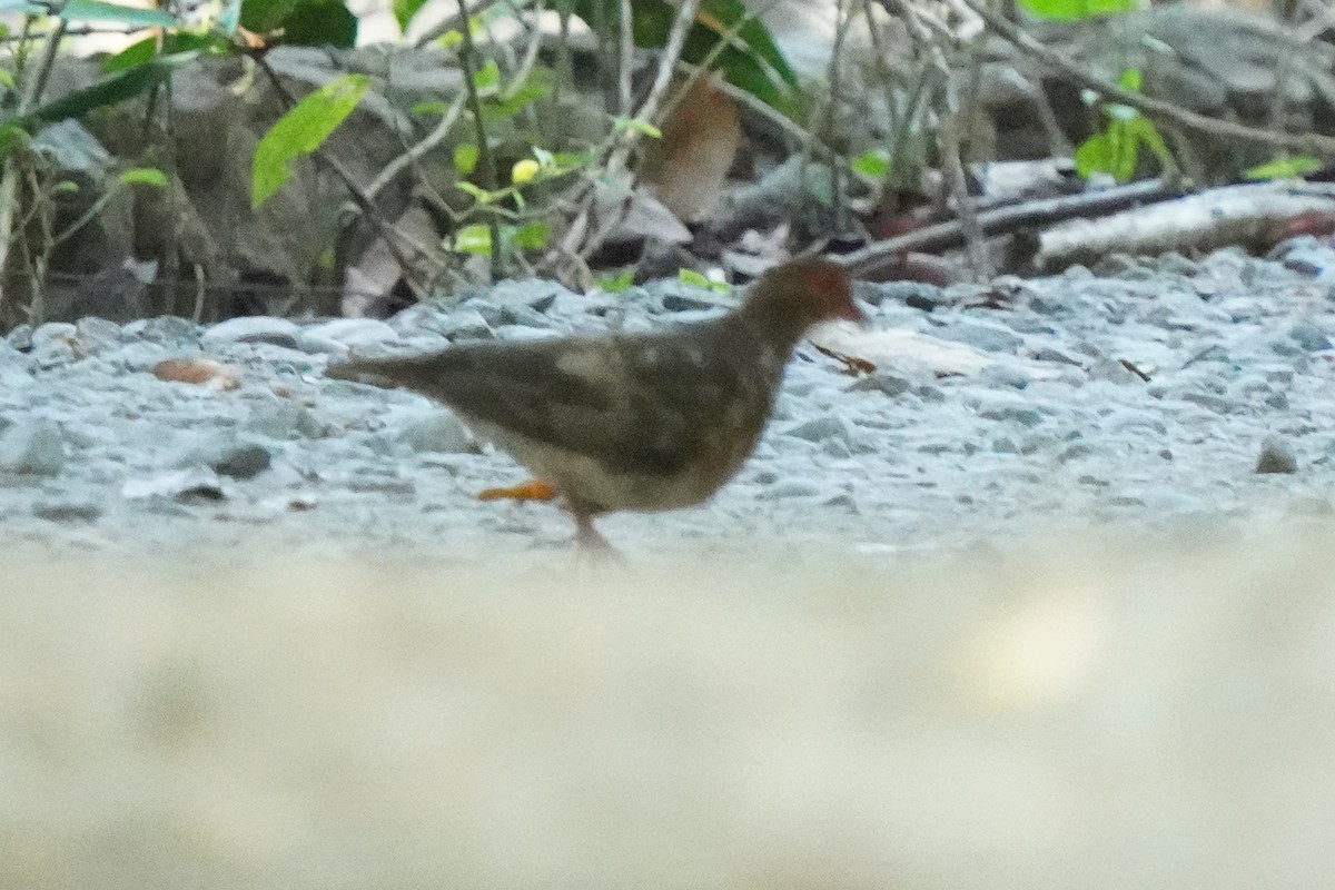 Ruddy Quail-Dove - Beny Wilson