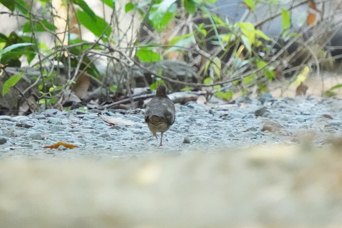 Ruddy Quail-Dove - Beny Wilson