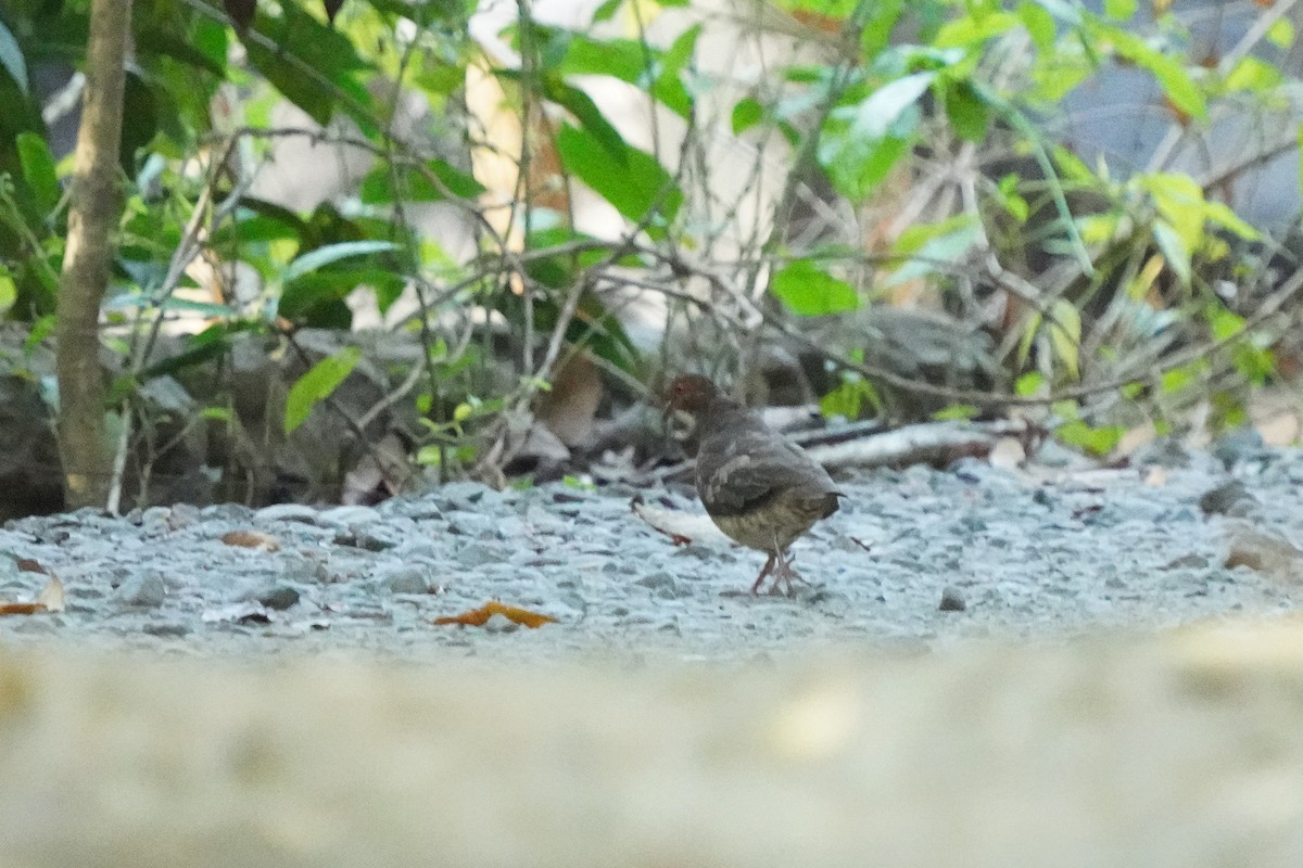 Ruddy Quail-Dove - ML548029291