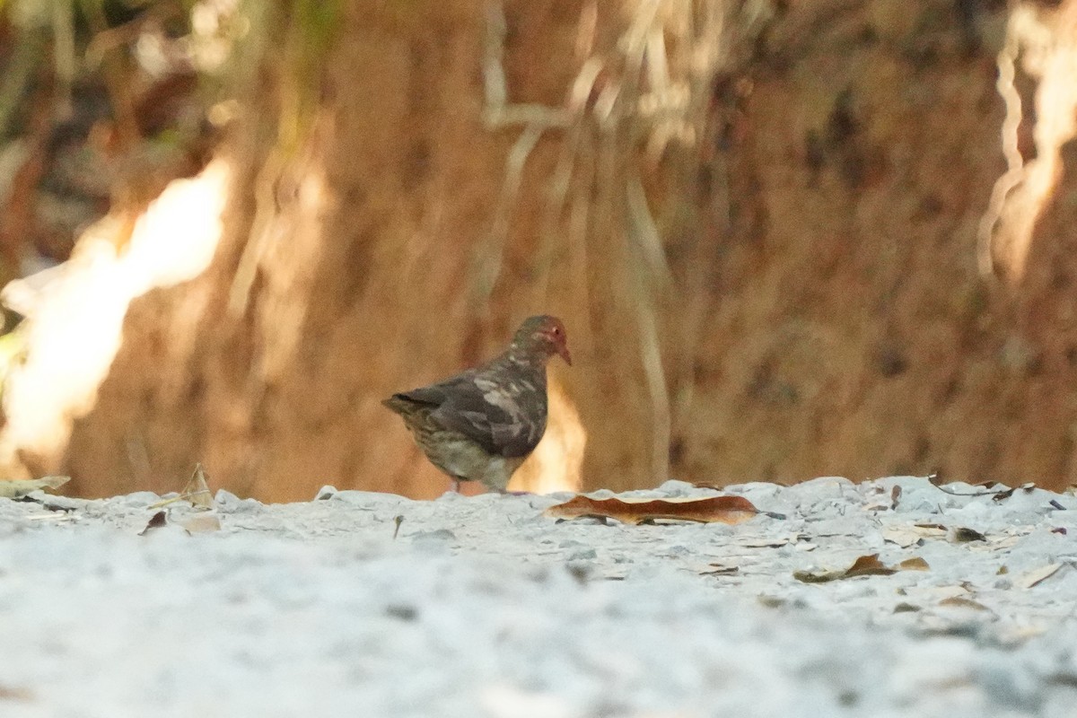 Ruddy Quail-Dove - Beny Wilson