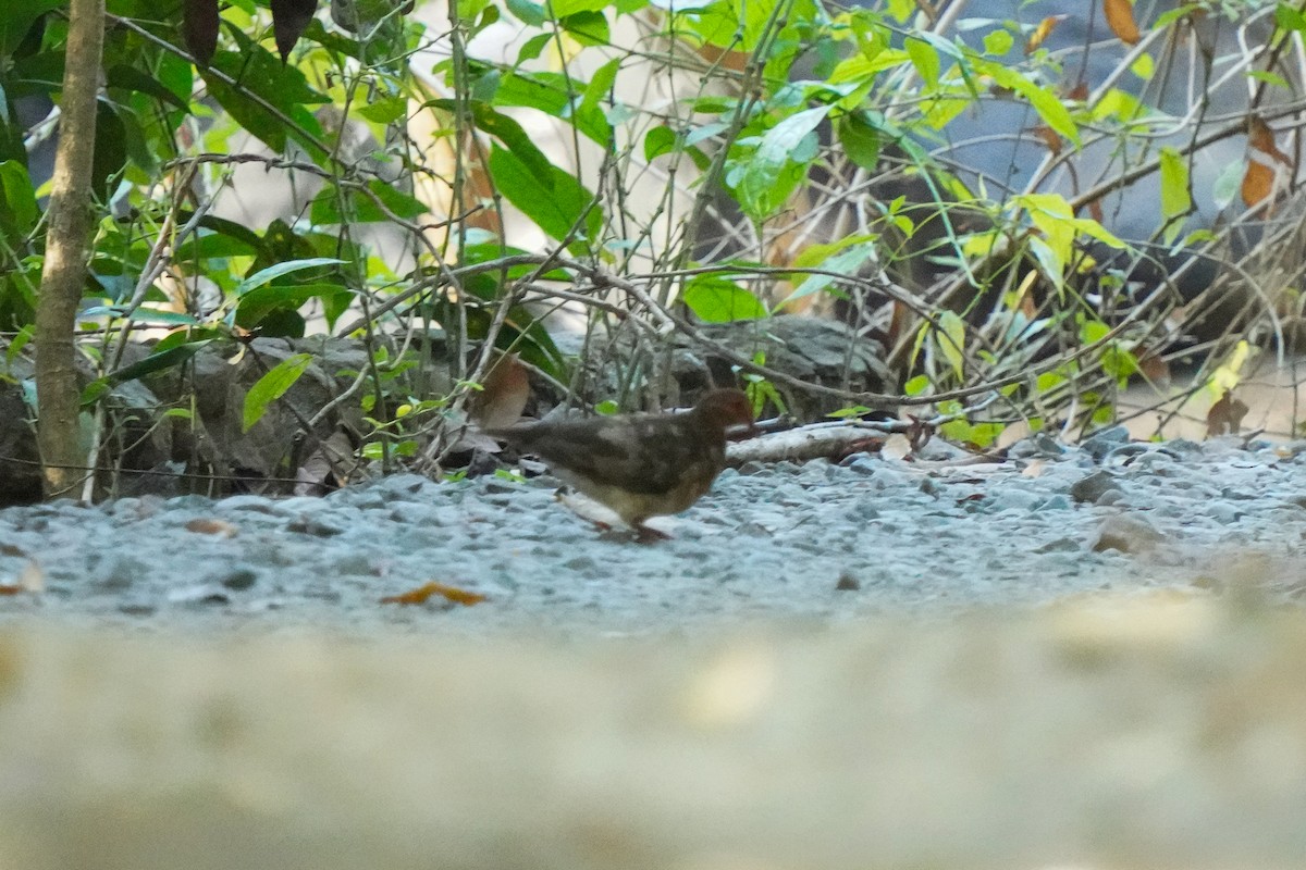 Ruddy Quail-Dove - Beny Wilson