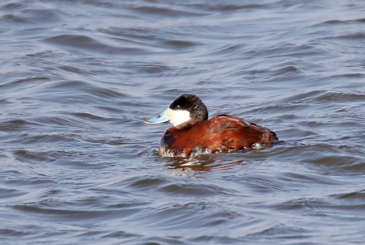 Ruddy Duck - ML548029761