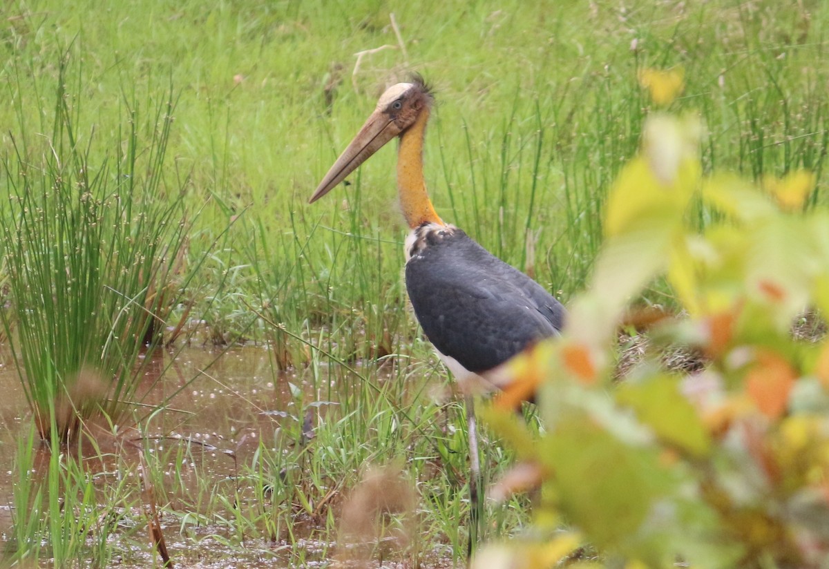 Lesser Adjutant - Anonymous