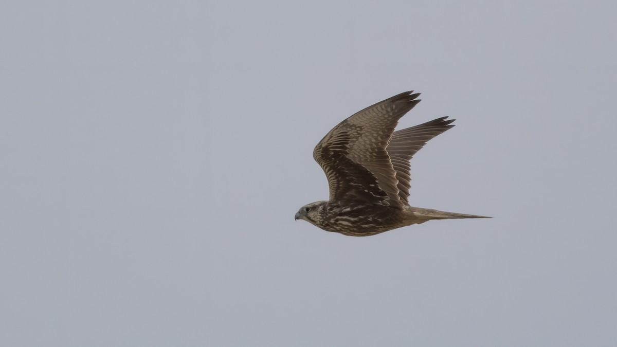 Saker Falcon - ML548030621