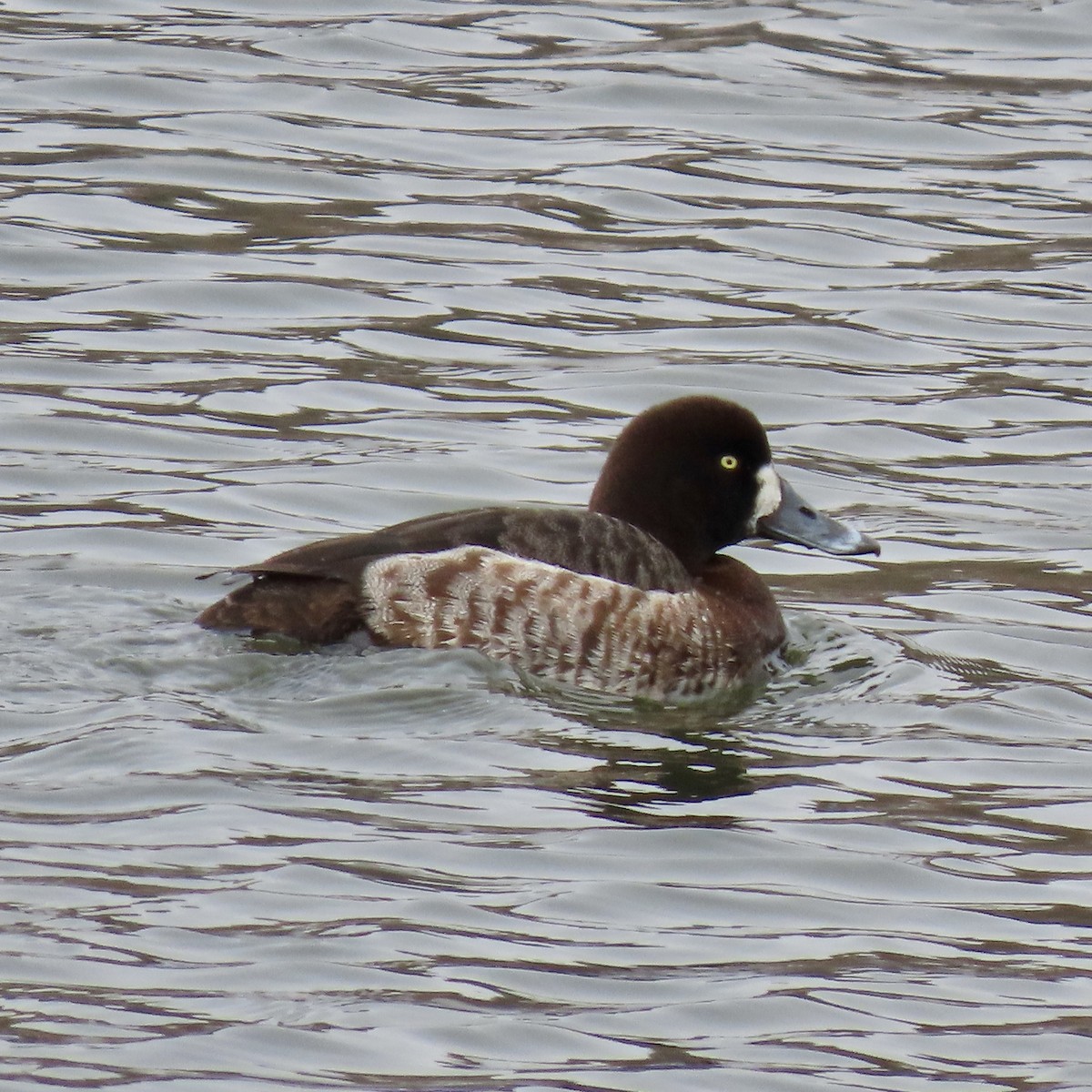 Greater Scaup - Jocelyn K