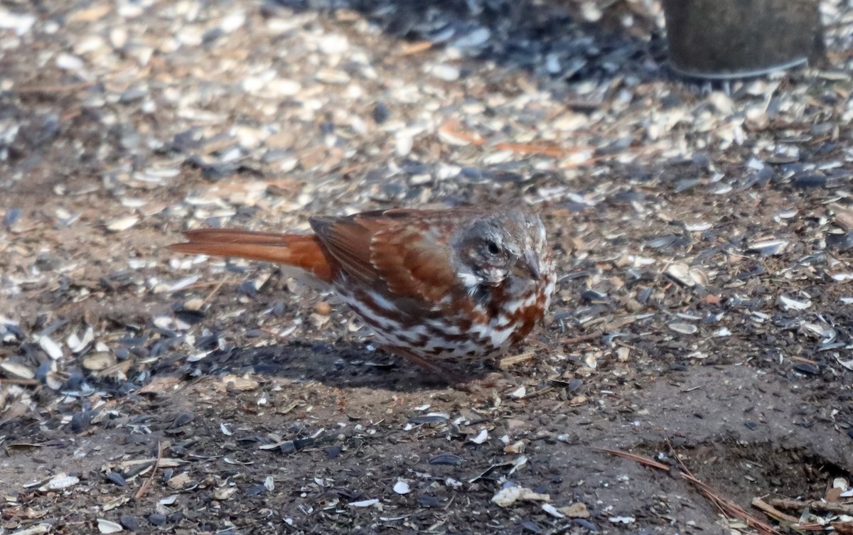 Fox Sparrow - ML548032221