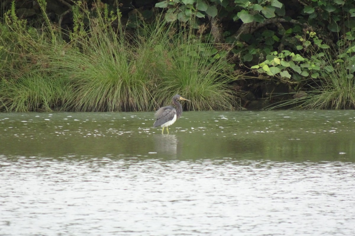 Tricolored Heron - ML548032251