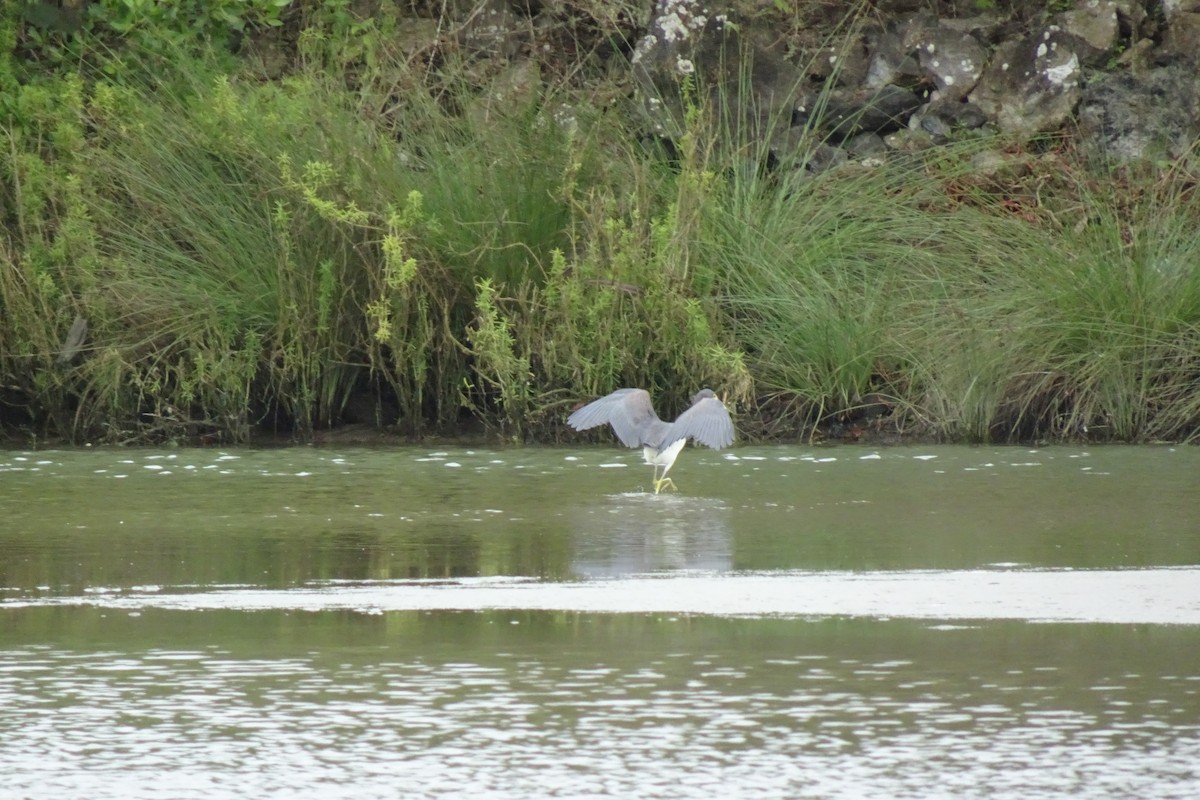 Tricolored Heron - ML548032261