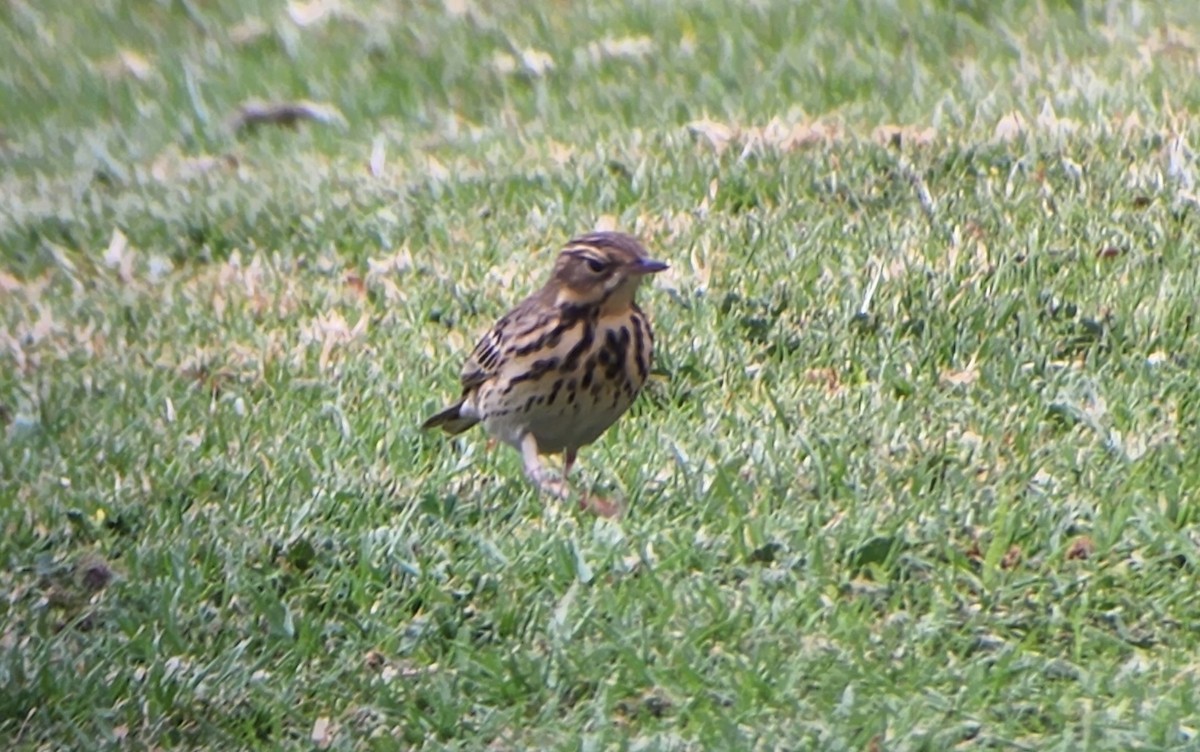 Tree Pipit - ML548033681