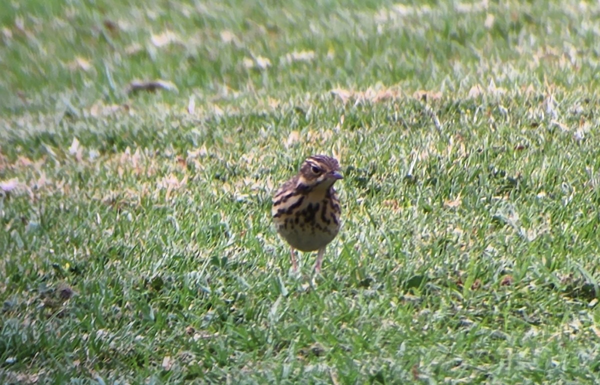 Tree Pipit - Uriel Zohar