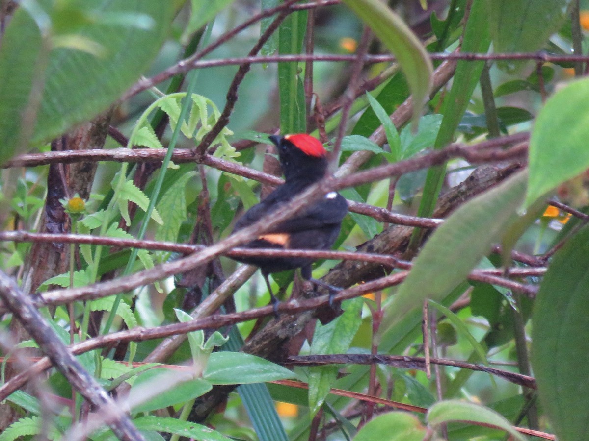 Flame-crested Tanager (Flame-crested) - ML548033981