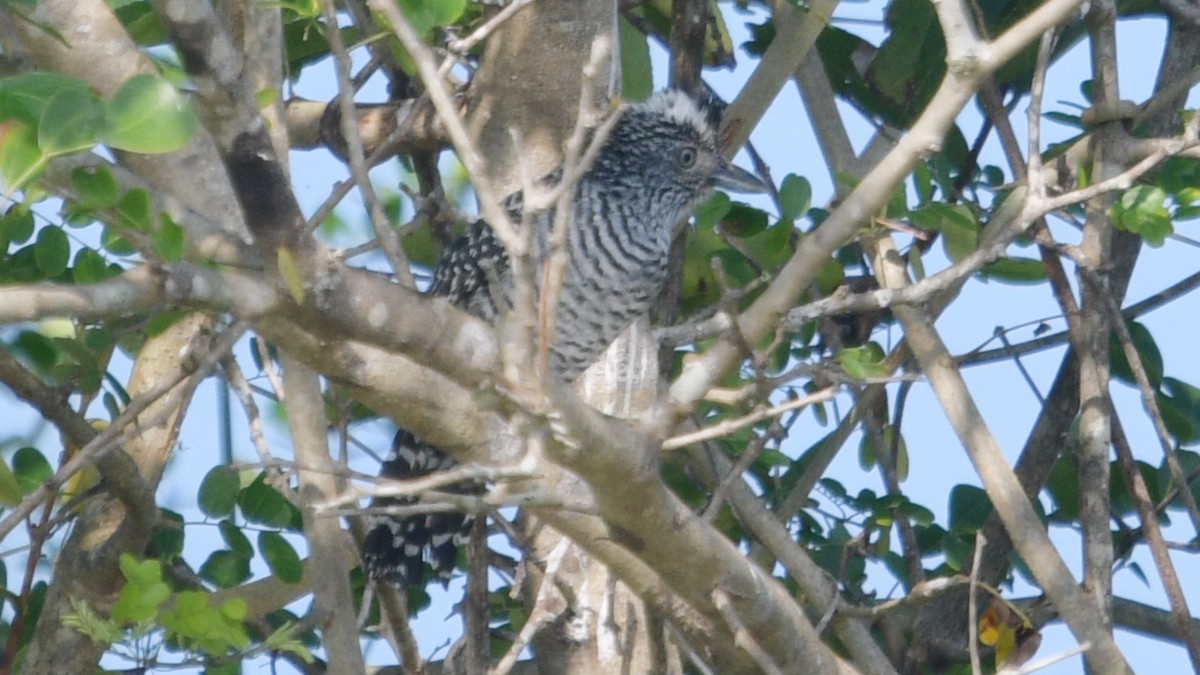 Barred Antshrike - Carl Winstead