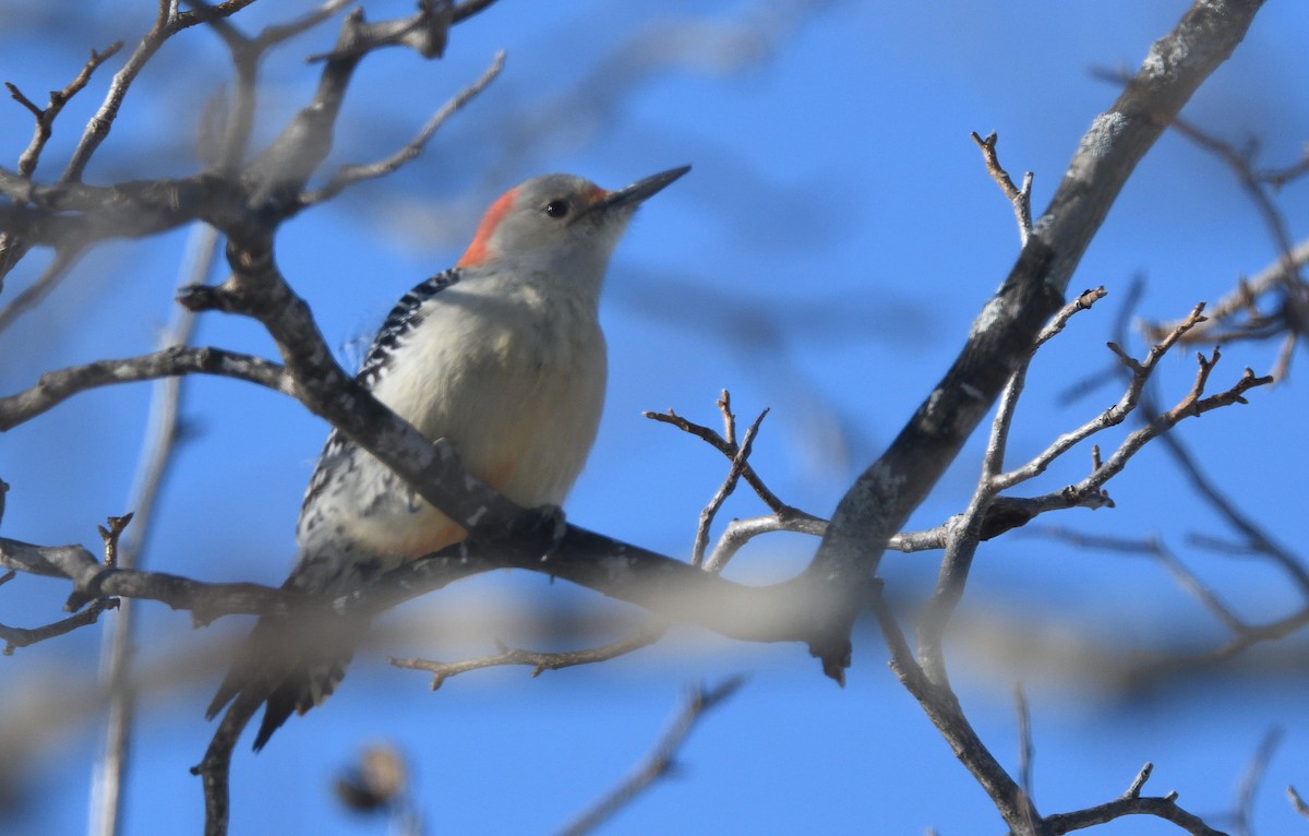 Red-bellied Woodpecker - ML548035561
