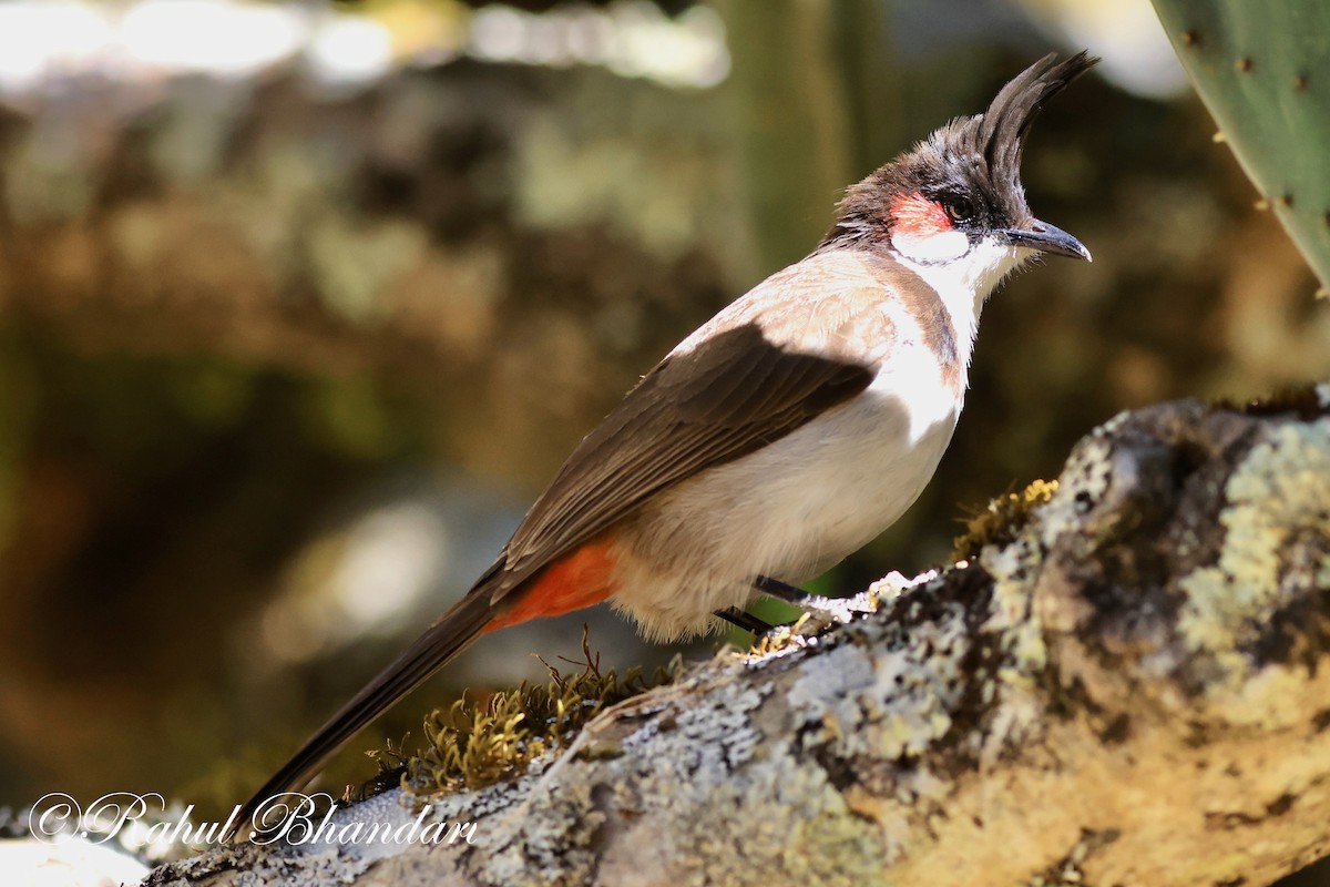 Red-whiskered Bulbul - ML548036221