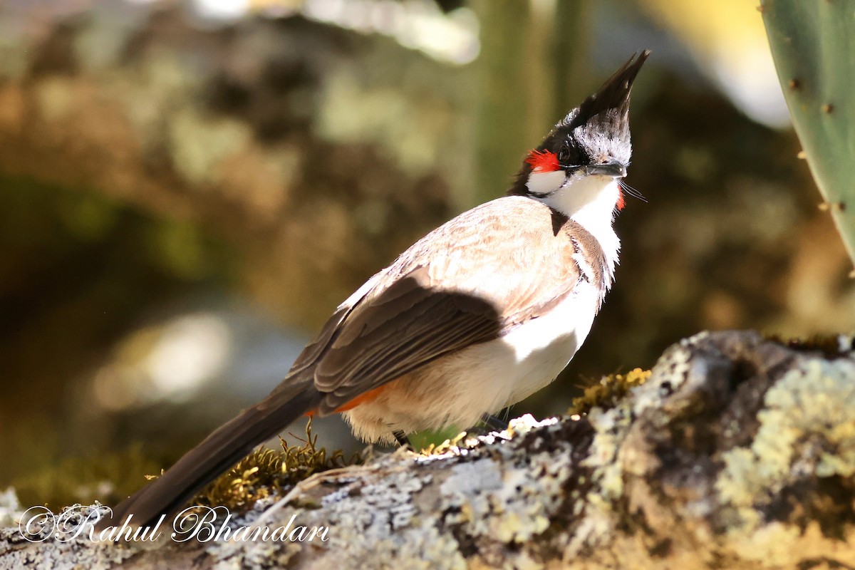 Red-whiskered Bulbul - ML548036231