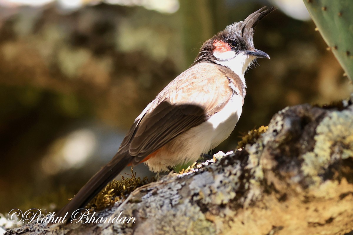 Red-whiskered Bulbul - ML548036241