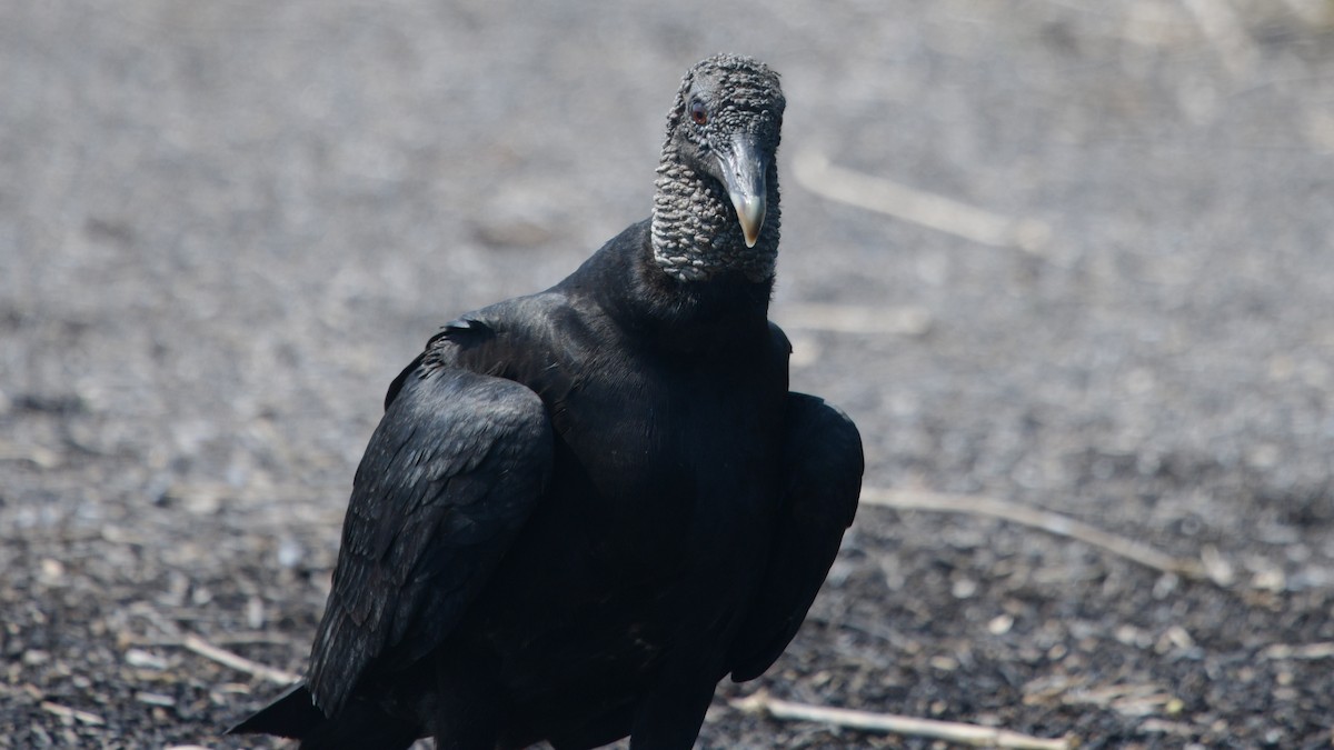 Black Vulture - ML548036441