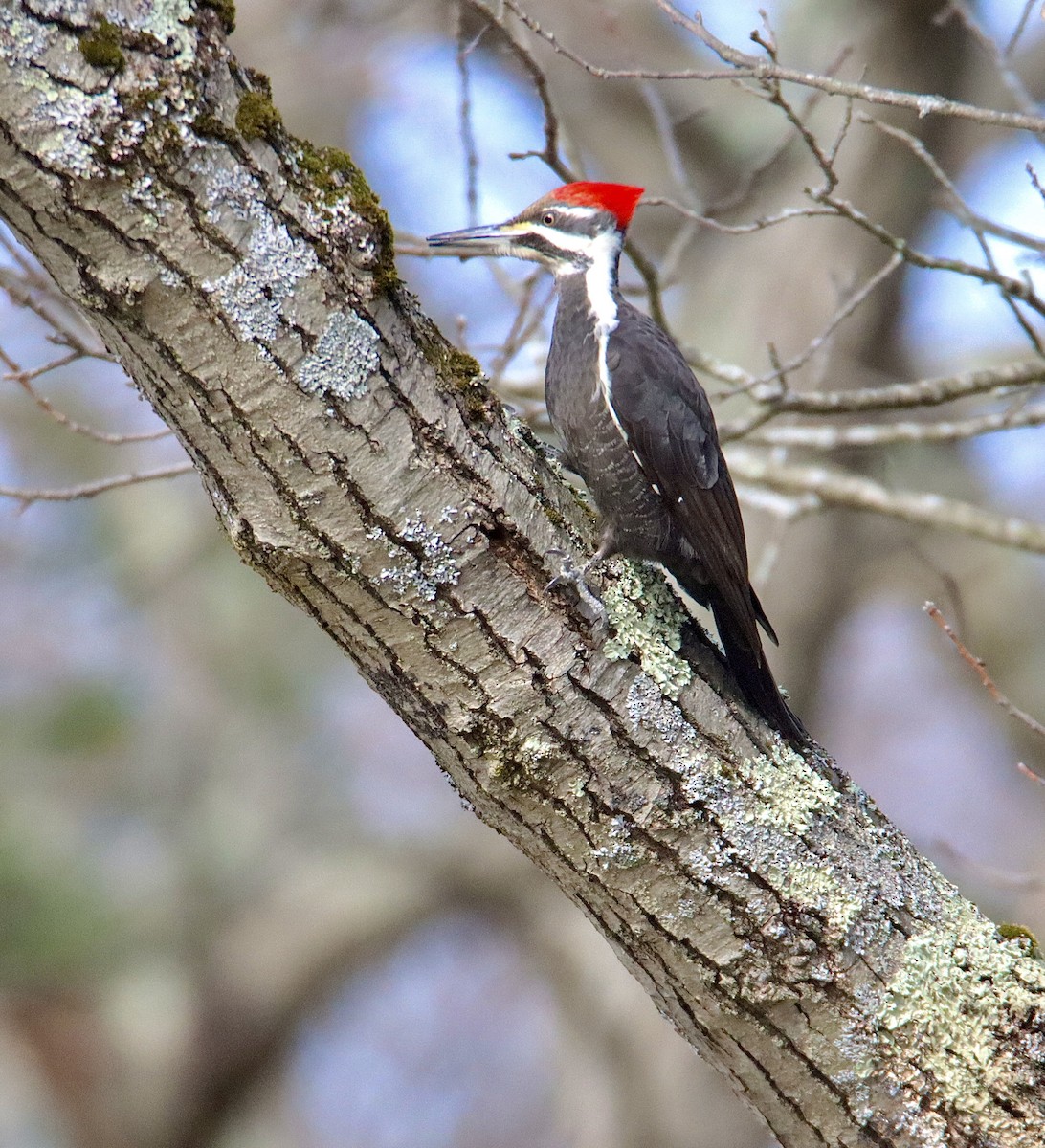 Pileated Woodpecker - ML548037041