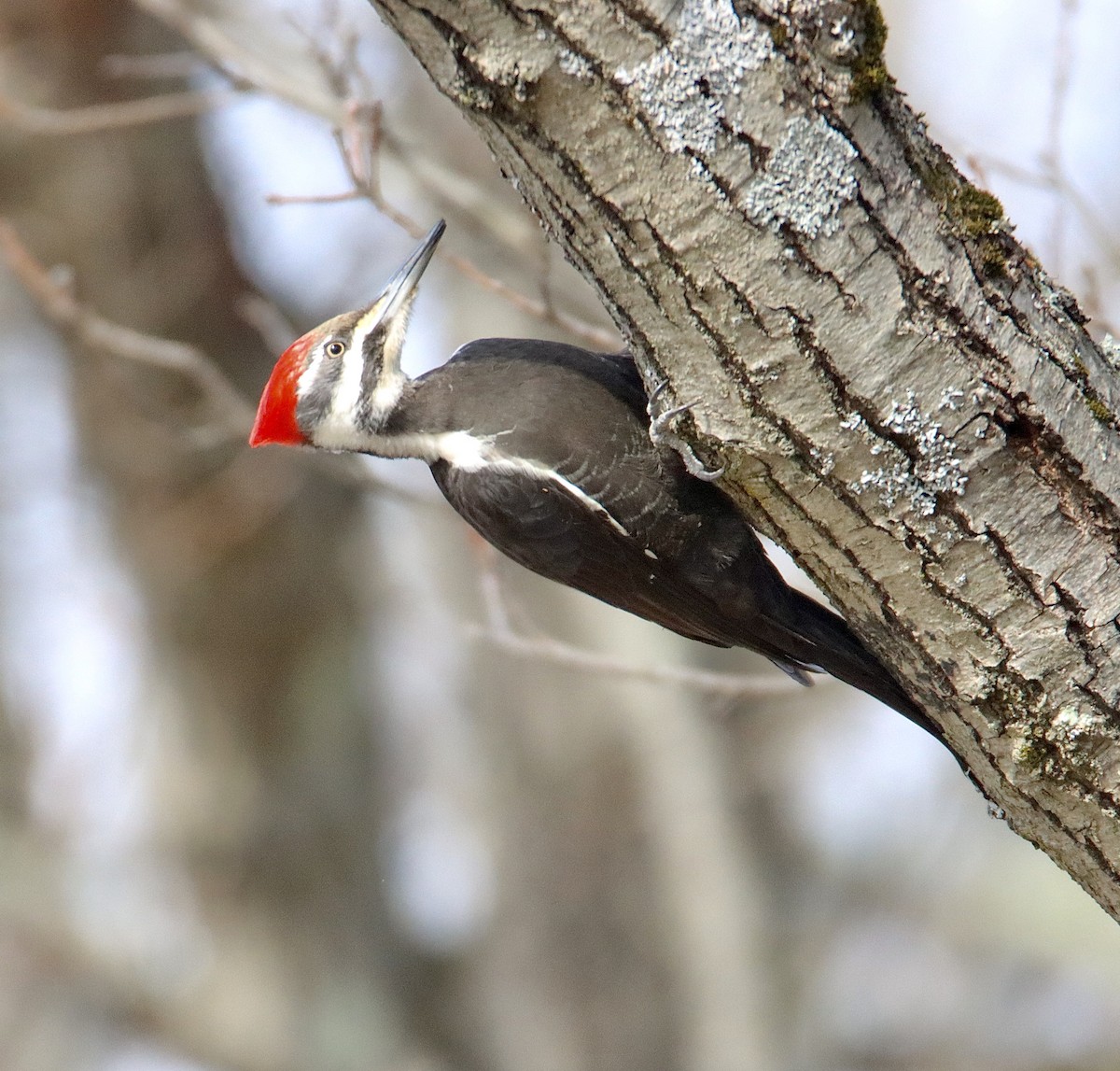 Pileated Woodpecker - ML548037051