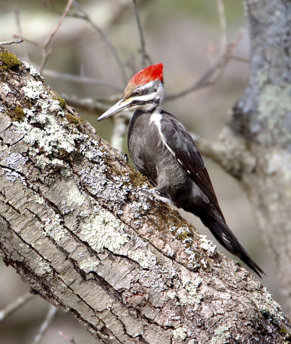 Pileated Woodpecker - ML548037061