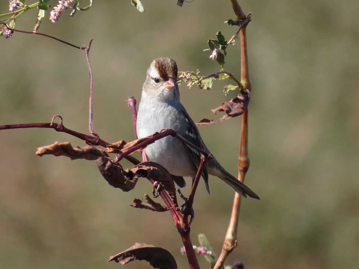 strnadec bělopásý (ssp. leucophrys) - ML548037181