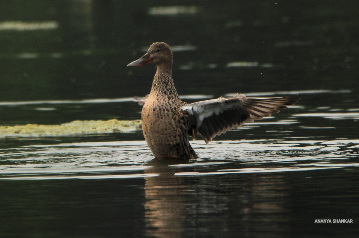 Canard souchet - ML548037801