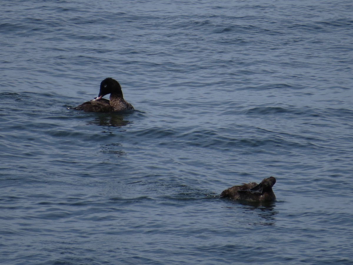 White-winged Scoter - ML548037891