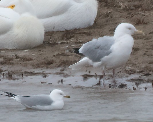 Gaviota Argéntea (americana) - ML548037941