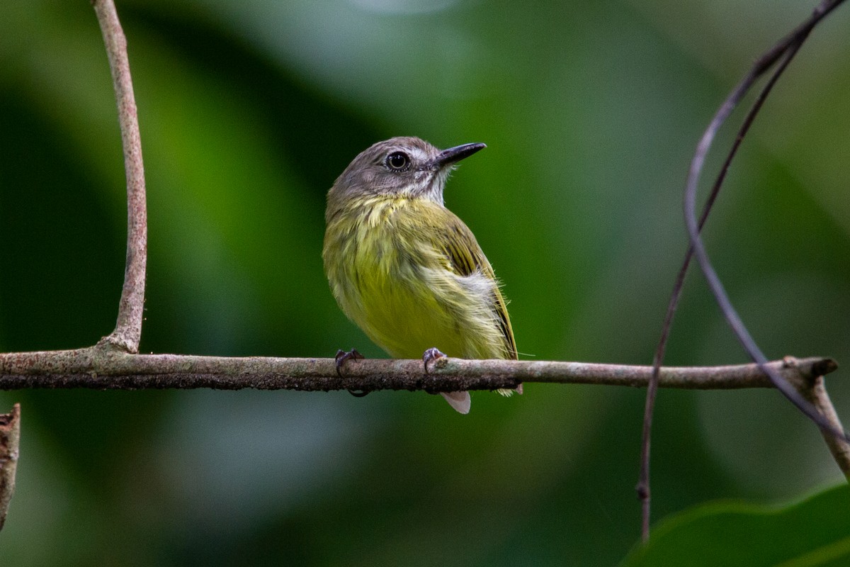 Stripe-necked Tody-Tyrant - João Vitor Andriola