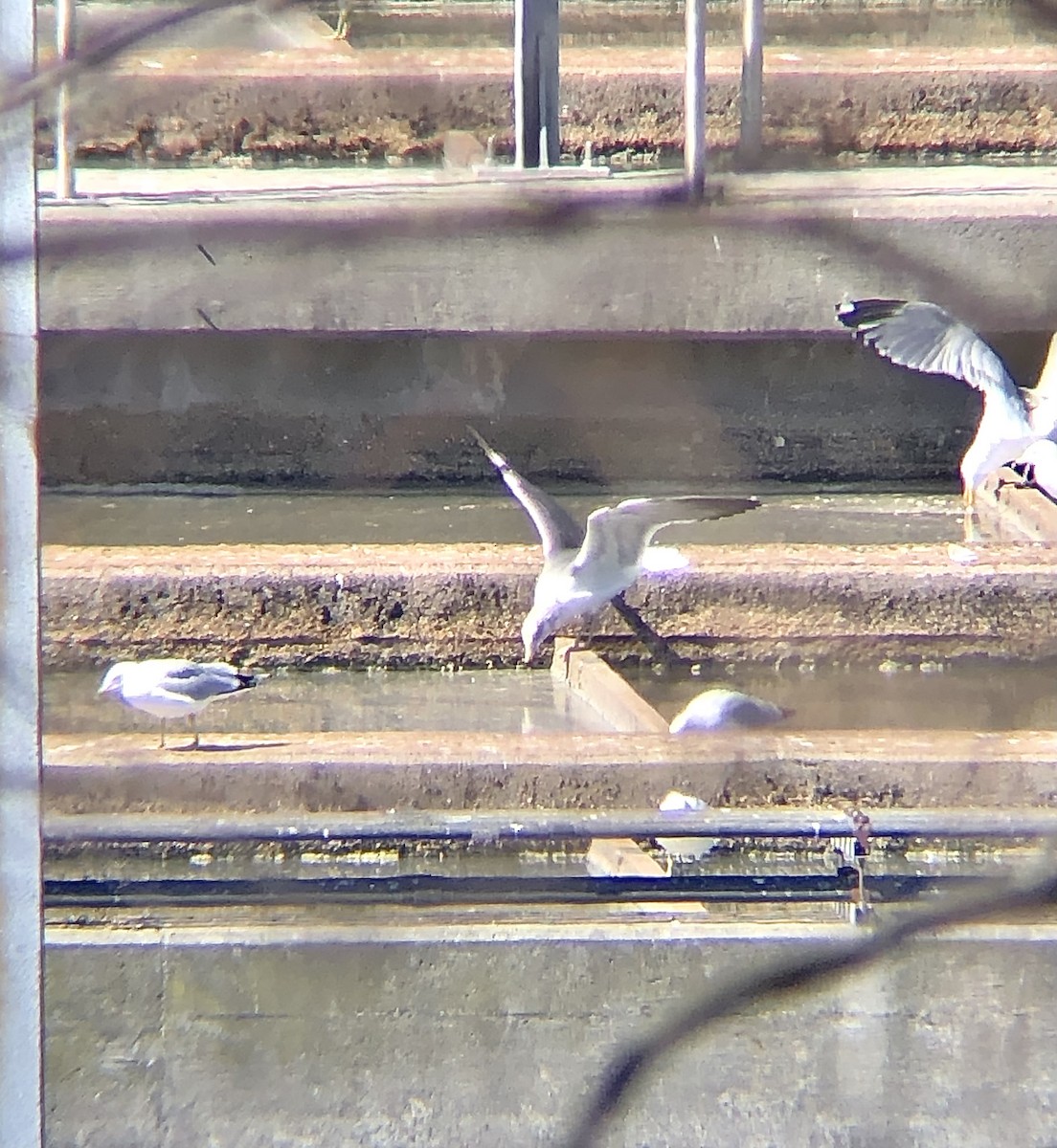 Lesser Black-backed Gull - ML548039011