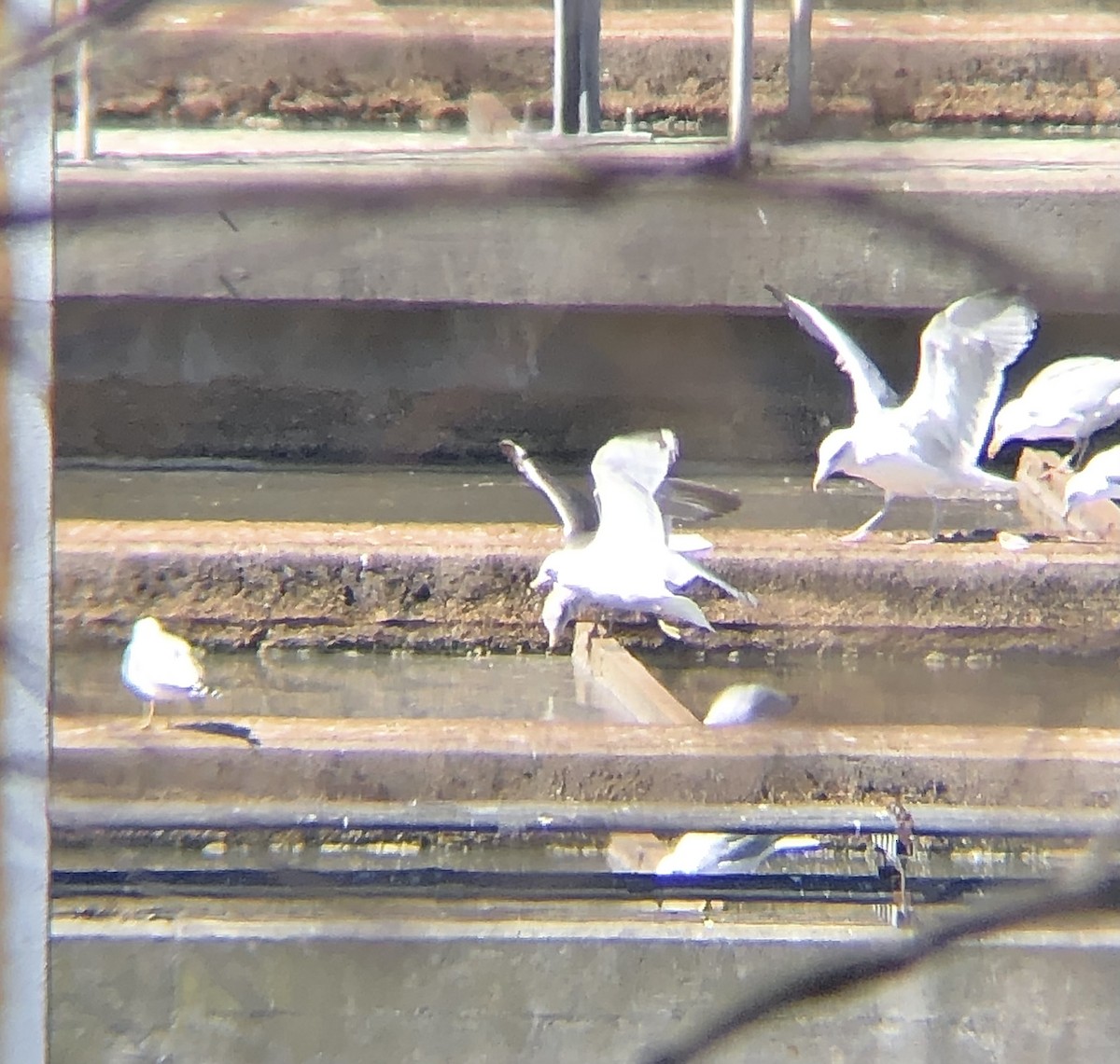 Lesser Black-backed Gull - ML548039071