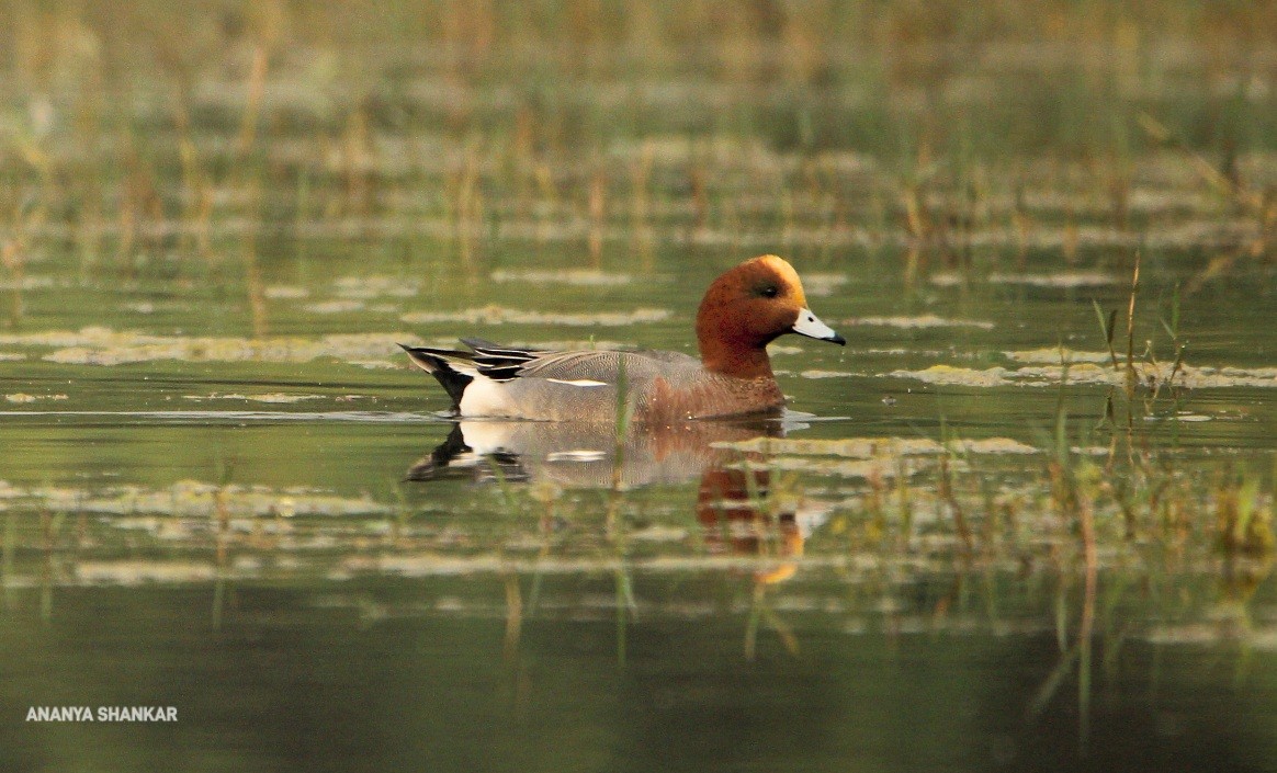 Eurasian Wigeon - ML548039671