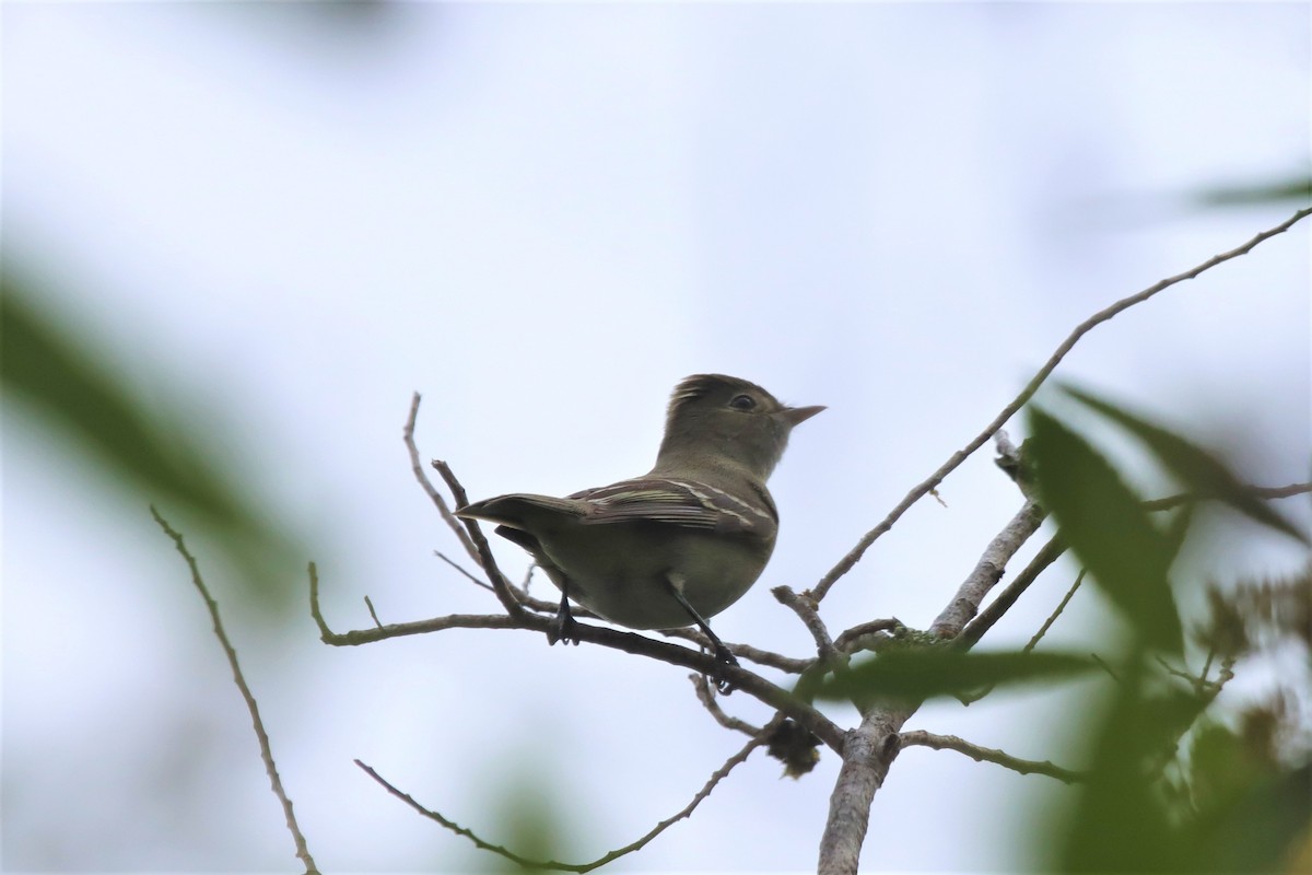 White-crested Elaenia - ML548040381