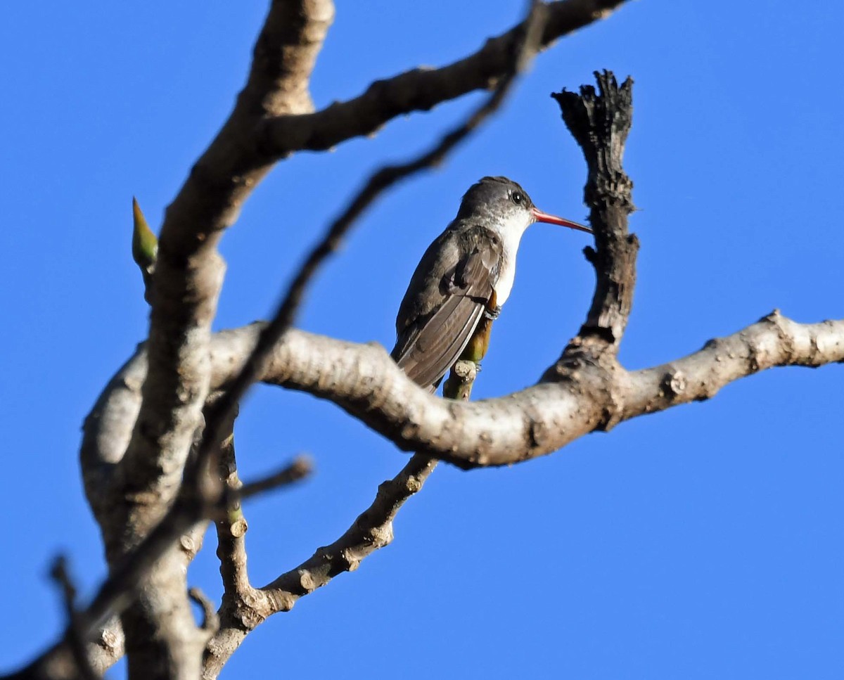 Violet-crowned Hummingbird - ML548040581