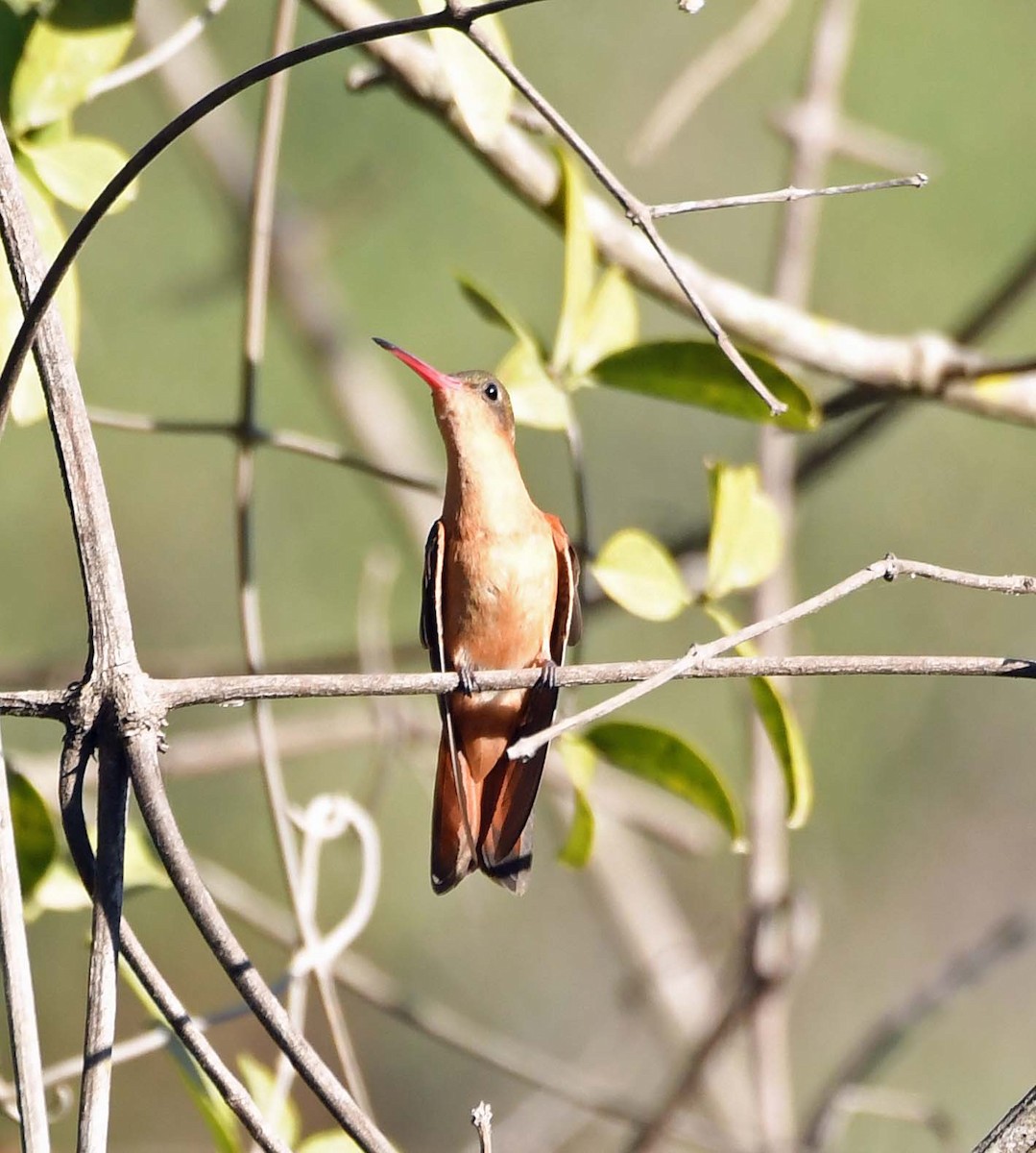 kolibřík ryšavý - ML548040601