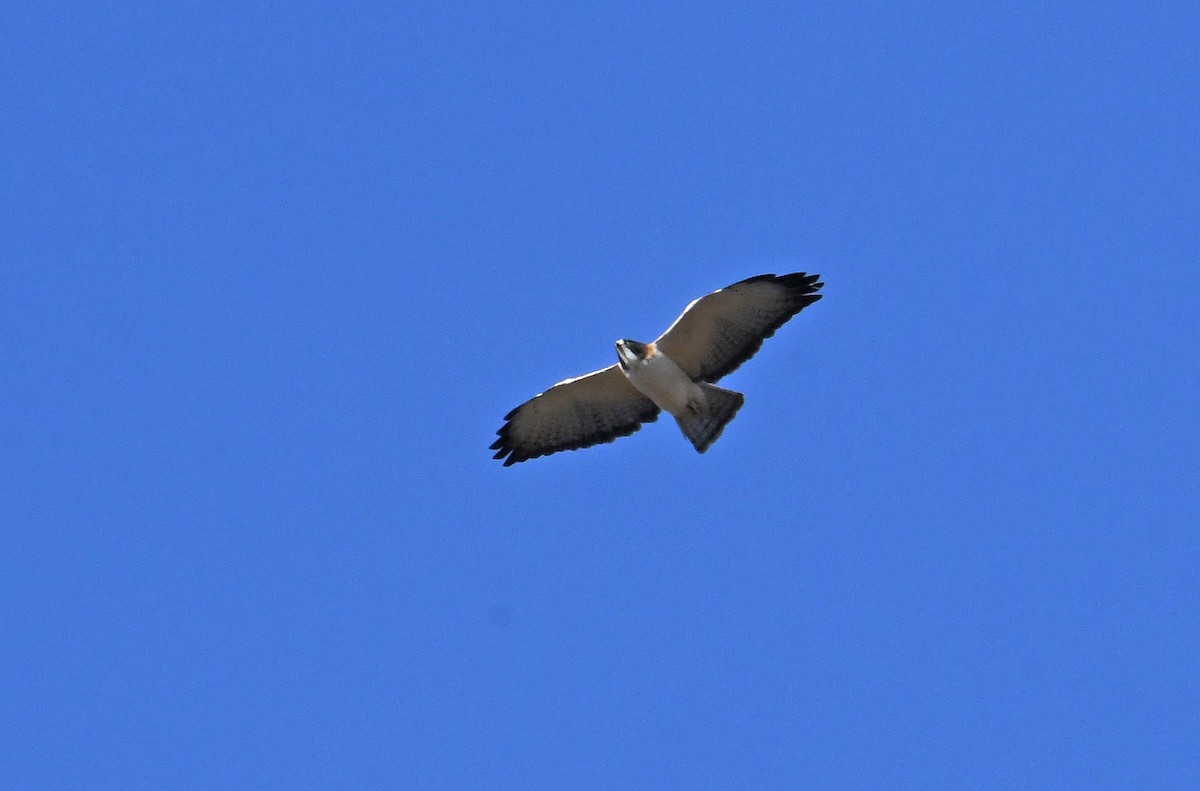 Short-tailed Hawk - Sharon Lynn