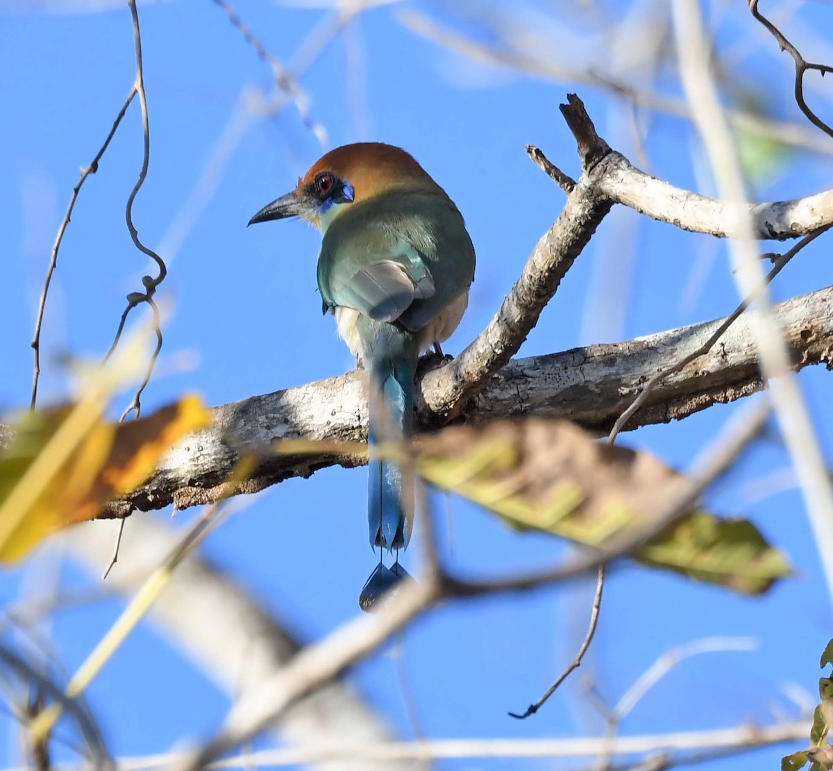 Russet-crowned Motmot - Sharon Lynn