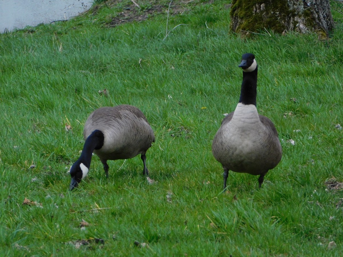 Canada Goose - Dennis op 't Roodt