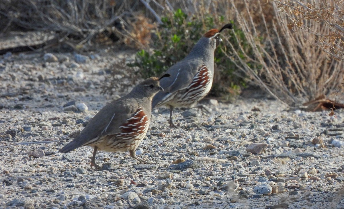 Gambel's Quail - ML548041631