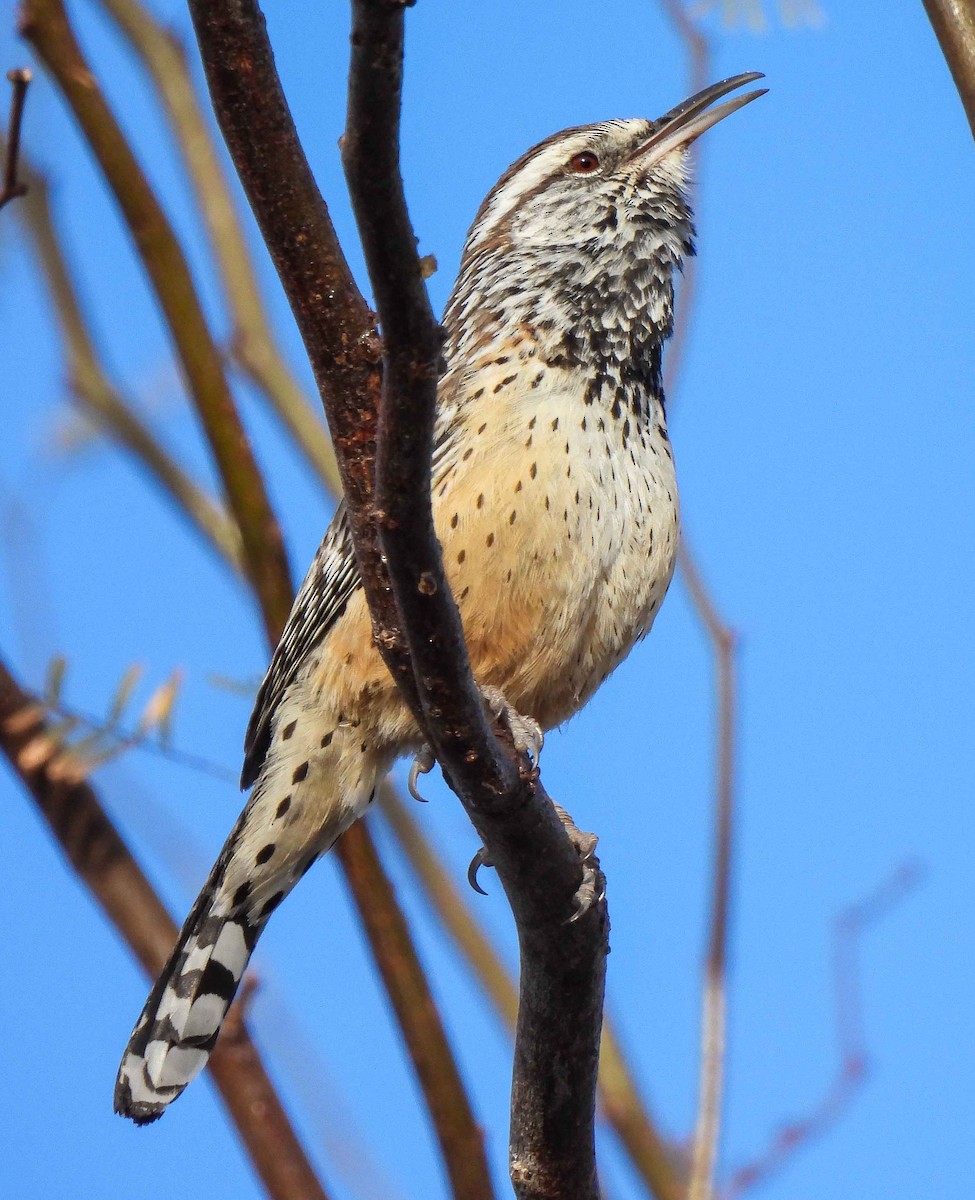 Cactus Wren - ML548041771