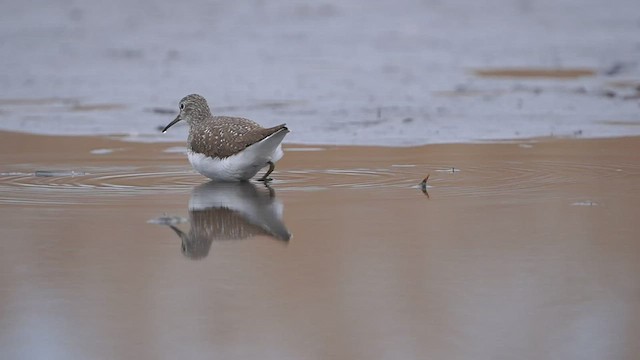 Green Sandpiper - ML548042581