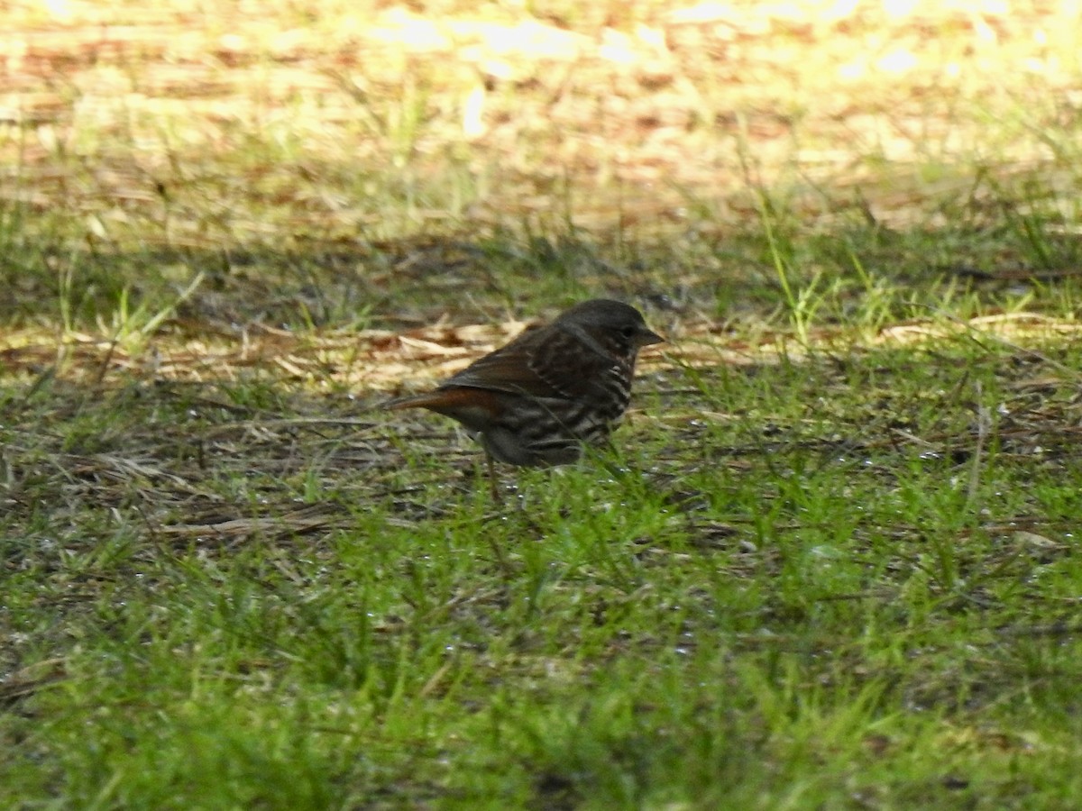 Fox Sparrow - ML548042801