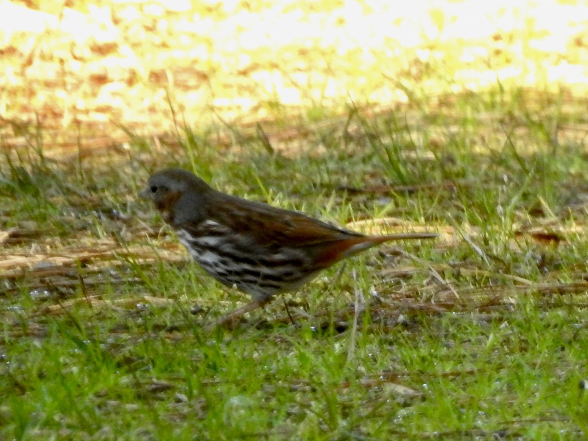 Fox Sparrow - ML548042811