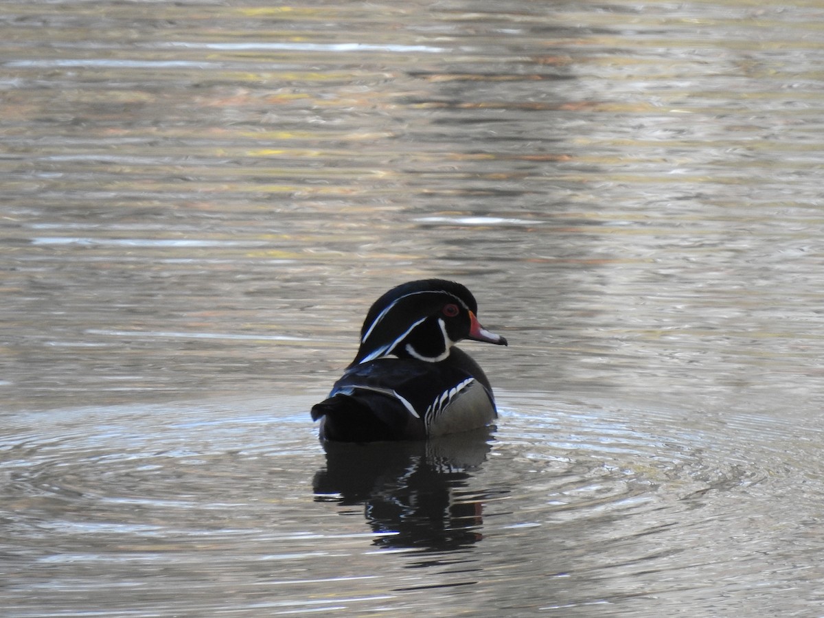 Wood Duck - ML548043661