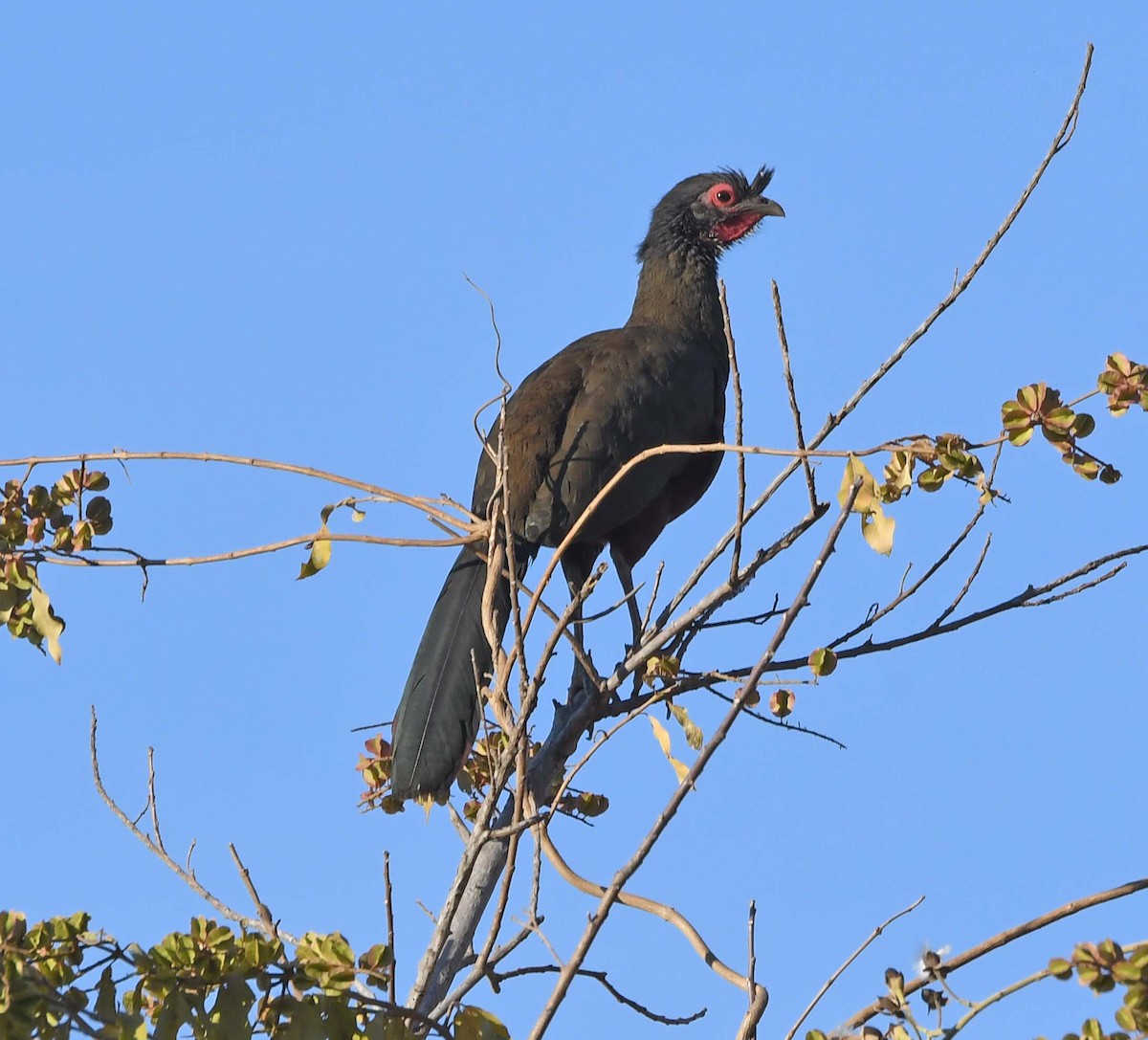 Rufous-bellied Chachalaca - ML548043781