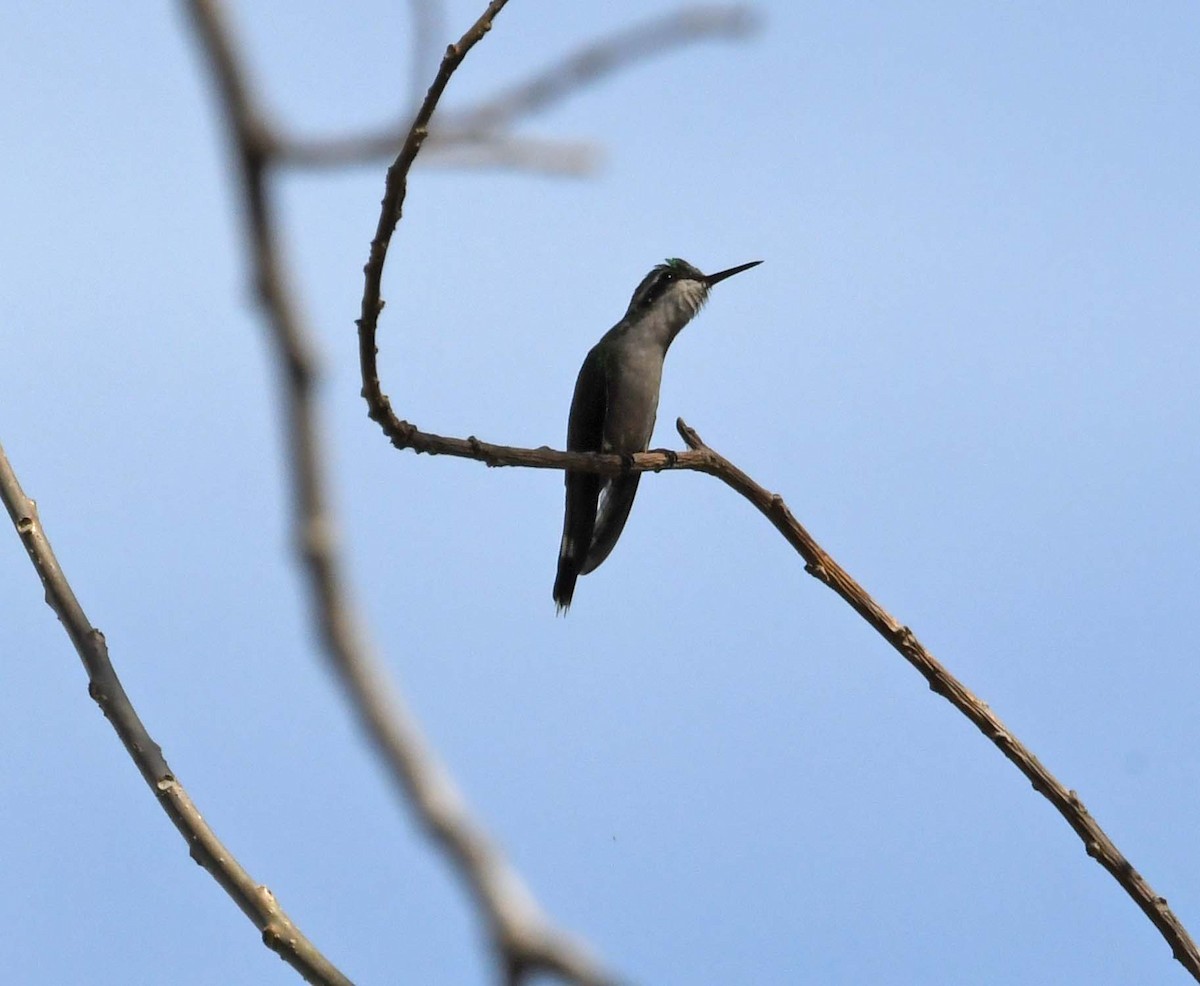 kolibřík zlatohlavý - ML548043941