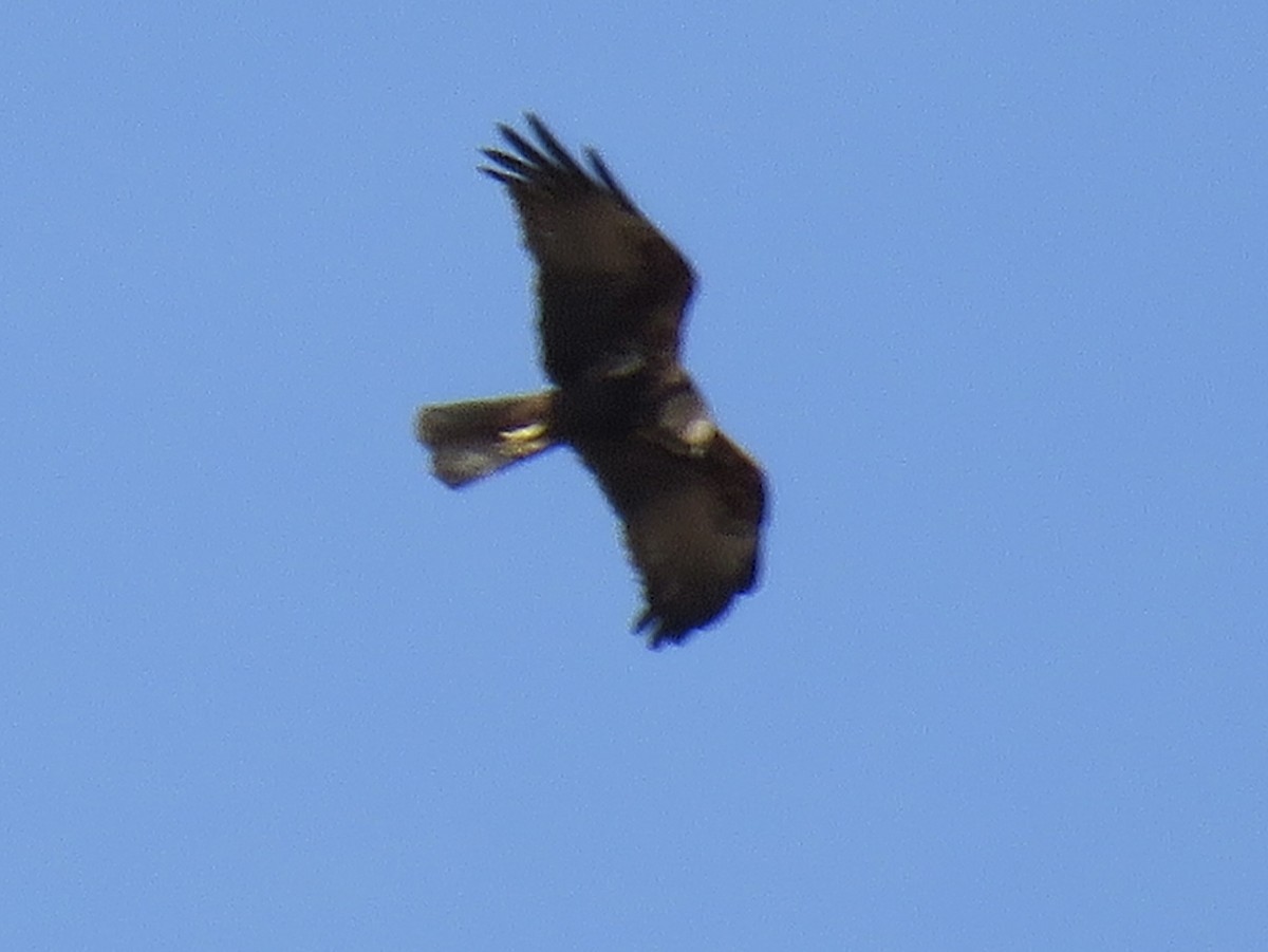 Busard des roseaux - ML548044341