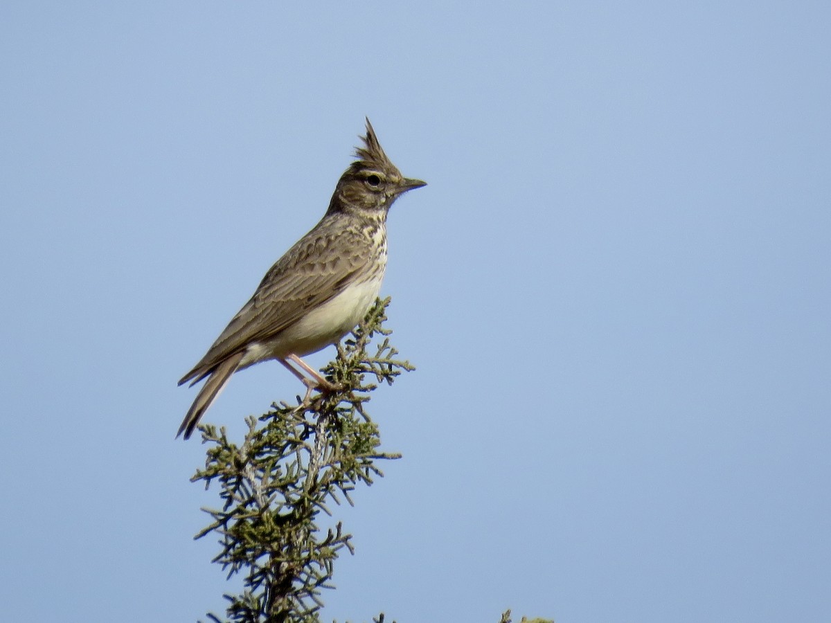 Cochevis de Thékla - ML548044401