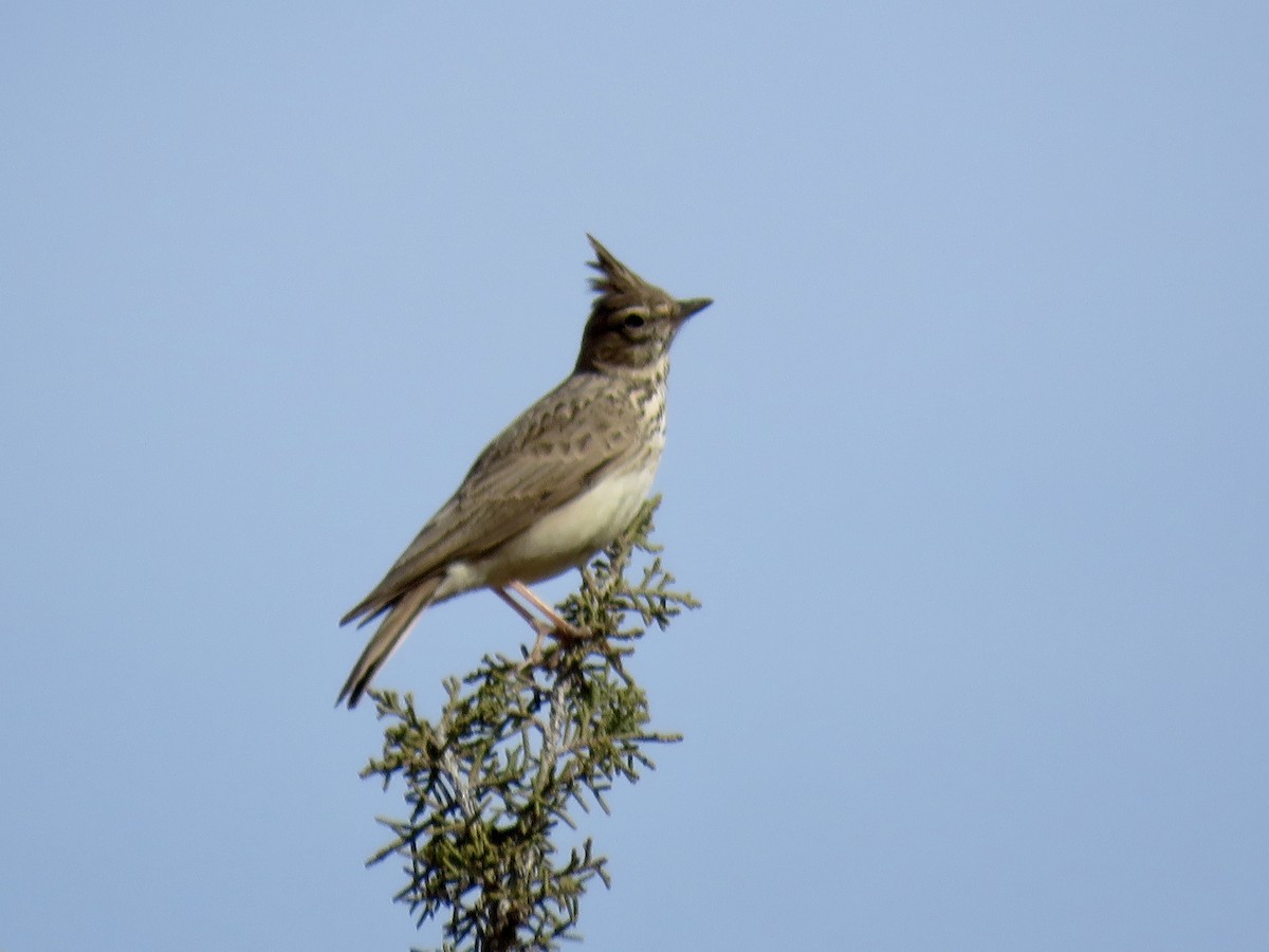Cochevis de Thékla - ML548044411